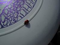 ���, ��� �����....