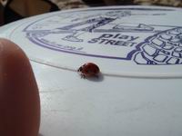 ������� �� ������ Street, ����� ���������